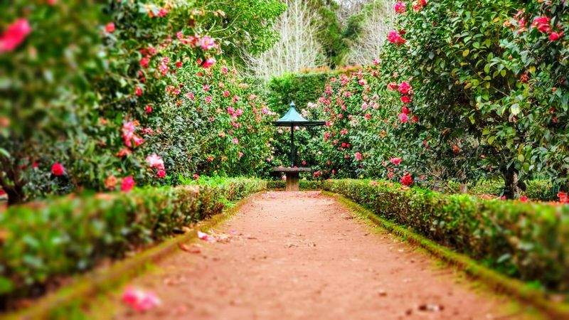 季節の寄せ植え制作